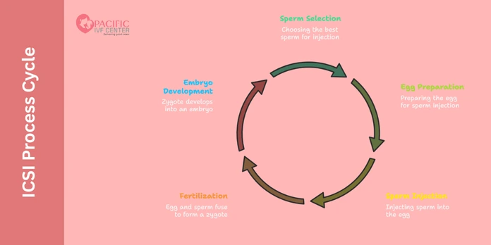 ICSI Process Cycle : icsi success rate