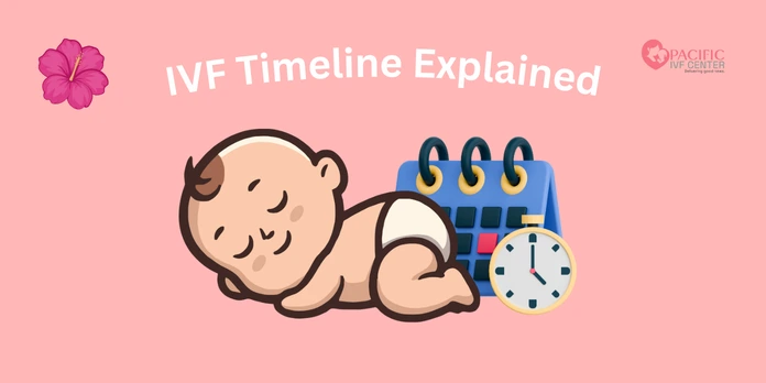 IVF timeline explained